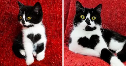 Кошки белый черный красные