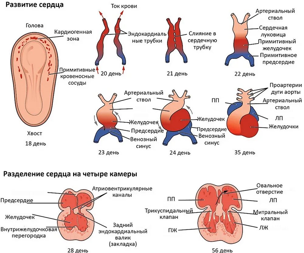 бессердечная недостаточность. сердце 4 стадия. внутриутробное строение сердца это. сердце 4 стадия. этапы формирования сердца.