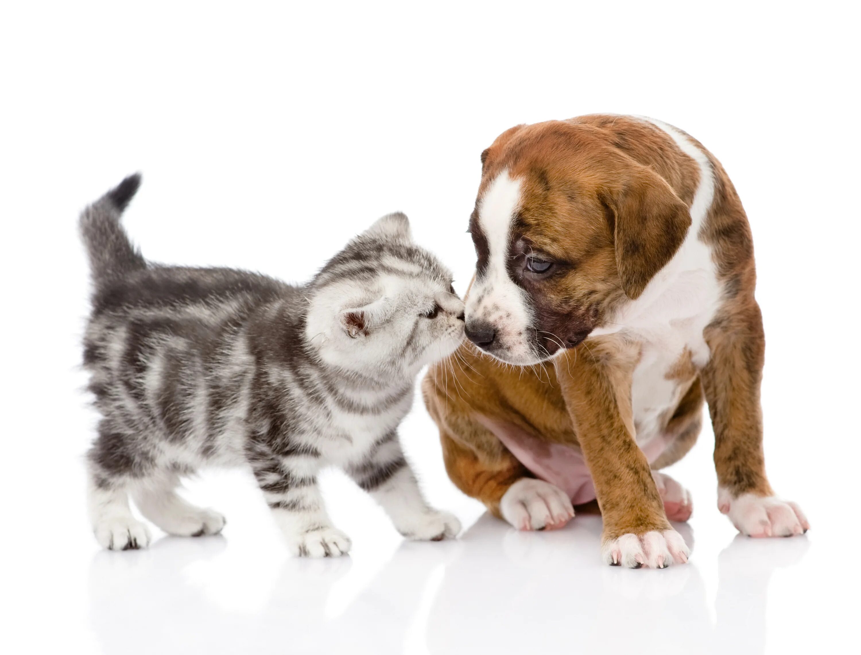 Dog and cat playing. Домашние питомцы. Кошки и собаки. Собака и кошка вместе. Домашние питомцы на белом фоне.