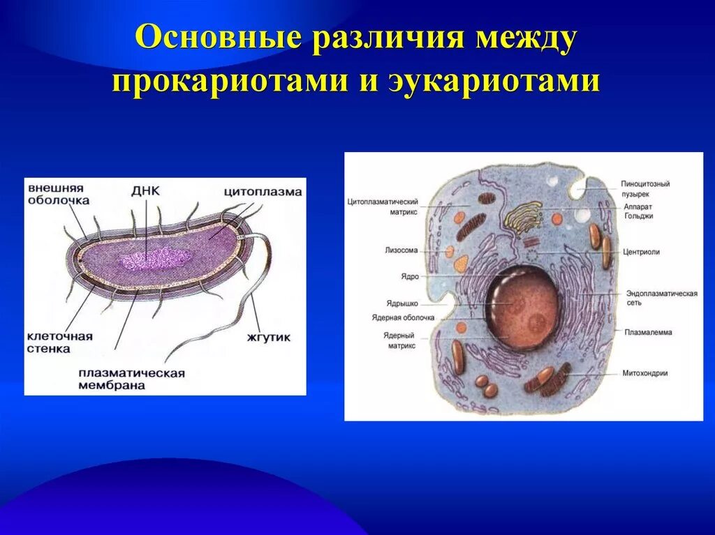 Прокариотическая и эукариотическая клетка. Клетка прокариот и эукариот рисунок. Клетки прокариот и эукариот. Эукариот и прокариот биология.