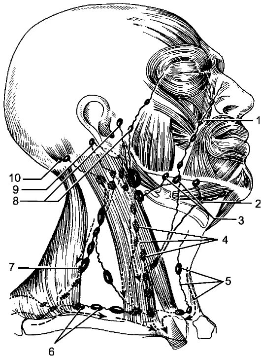 Лимфоузел в мышце. Лимфатическая система человека схема голова. Лимфоотток шейные лимфоузлы. Поднижнечелюстные лимфоузлы схема. Лимфоузлы на голове схема.