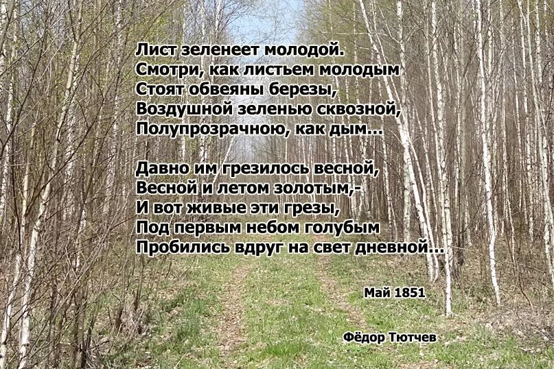 Тютчев смотри как роща зеленеет анализ. Ф и тютчев 1 лист. Стихотворение федор иванович тютчев 1 листья. И. Войдем и сядем над корнями дерев, поимых родником,.