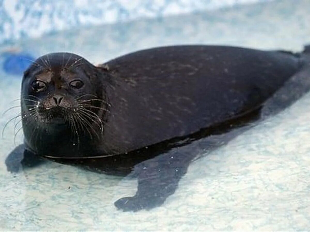 ладожская кольчатая нерпа. ладожская кольчатая нерпа. ладожская нерпа фото. ладожская нерпа ладожская. кольчатая нерпа карелия.