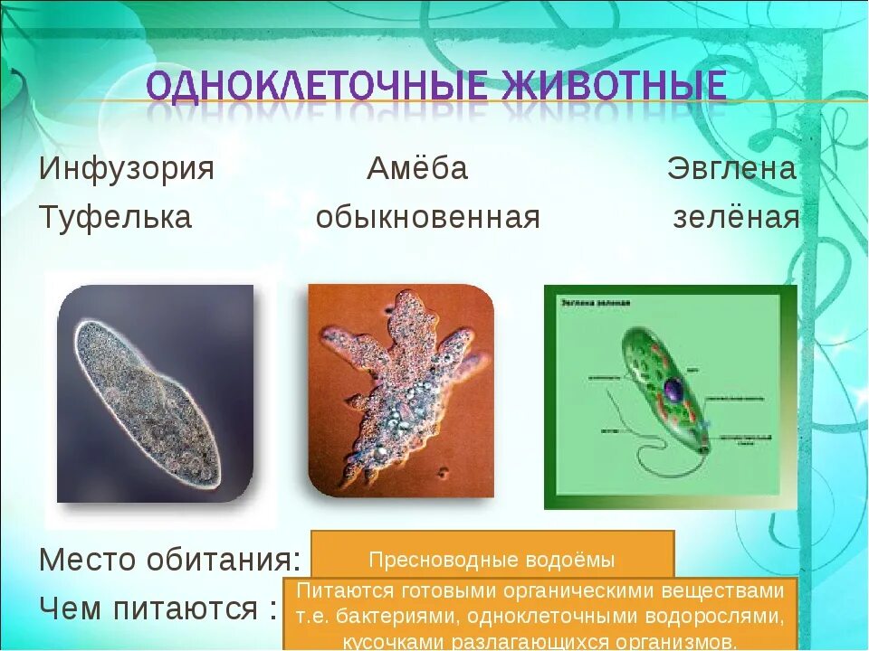 Амеба обыкновенная и инфузория туфелька. Царство животных Подцарство одноклеточные. Одноклеточные многоклеточные биология. Подцарство одноклеточные и многоклеточные. Подцарство одноклеточных биология.