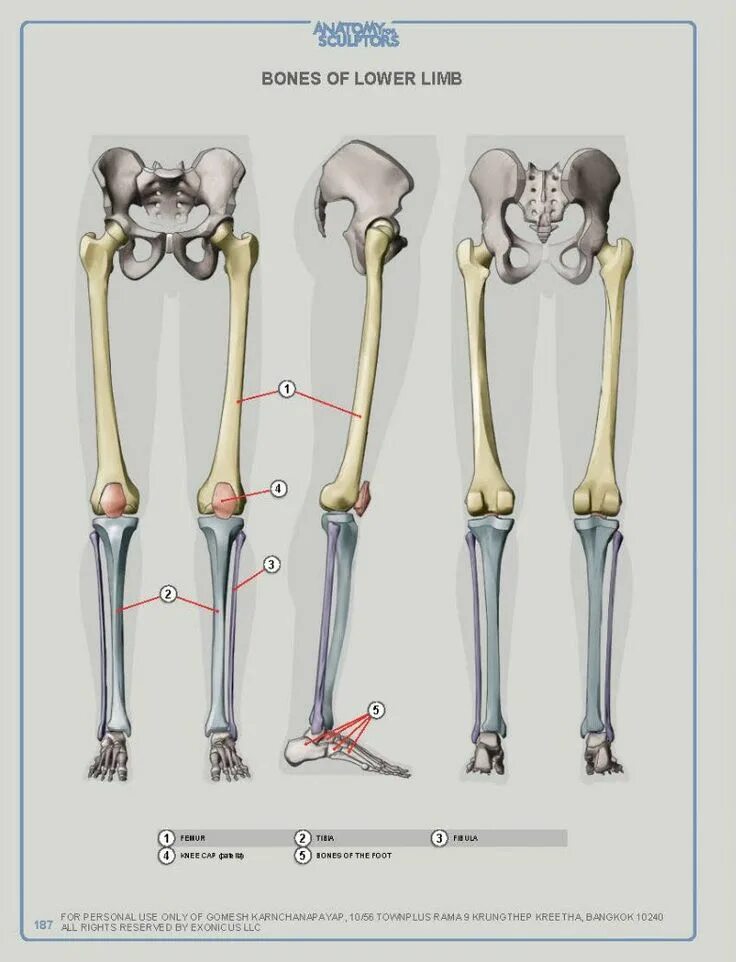 Нижние конечности бедро. Скелет ноги. Кости ноги. Анатомия ноги кости. Скелет ноги человека.