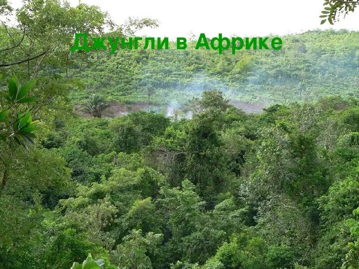 Джунгли африки. Непроходимые джунгли африки. Джунгли северной африки. Африка джунгли где. Др конго джунгли.