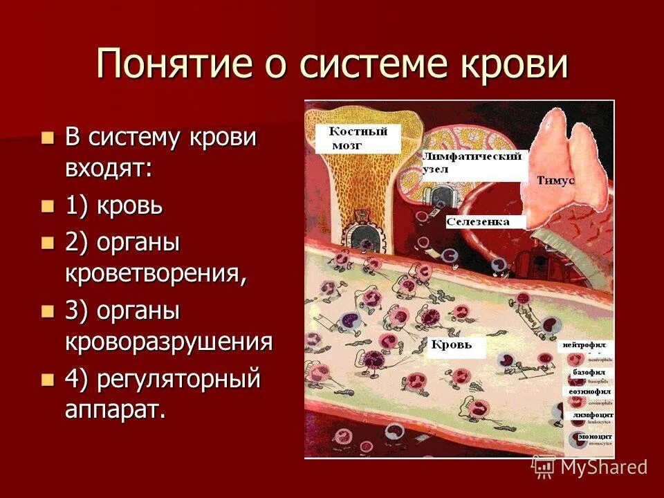 Система крови физиология. Система органов кроветворения. Понятие крови системы крови. Система крови анатомия.