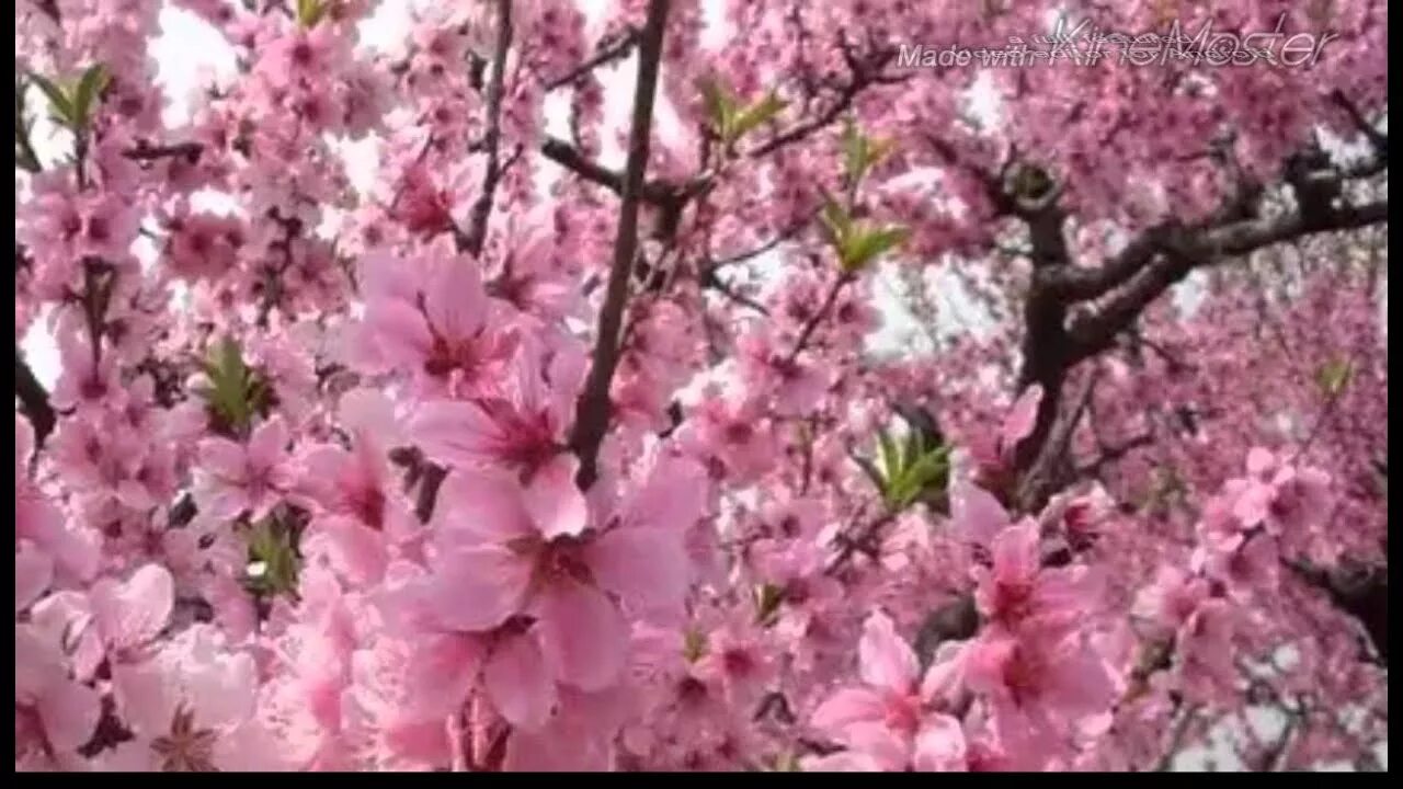 Как цветет персиковое дерево. Дерево нектарин цветет. Персик дерево цветение. Персиковое дерево Хао Дао. Цветет миндаль в Испании.