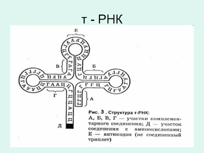 Рисунок молекулы рнк. Структура ТРНК схема. Строение транспортной РНК. Строение молекулы ТРНК. Схема молекулы ТРНК.