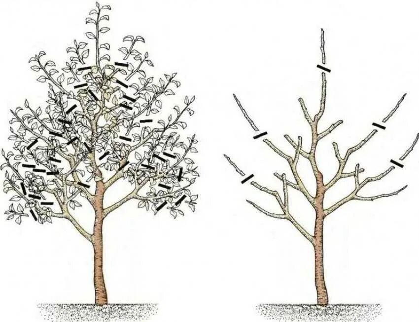 Как обрезают яблони дерево. Разреженно ярусная крона груши. Обрезать грушу весной. Правильная обрезка груши весной схема. Схема обрезки яблони весной.