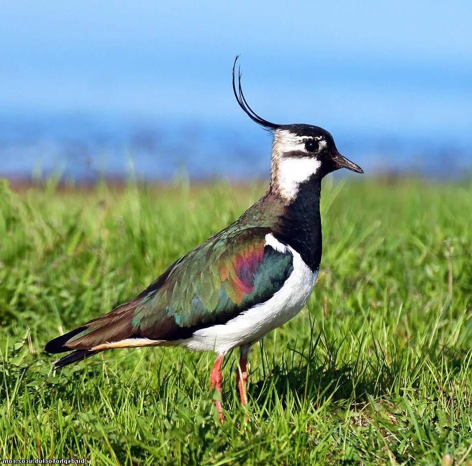 Чибис Vanellus Vanellus. Чибис Луговой. Чибис пигалица. Полевой Чибис.