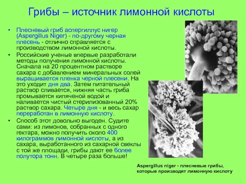 Грибы используются для получения. Гриб аспергиллус нигер. плесневый гриб аспергилл. плесневые грибы рода аспергиллус. плесень аспергилл черный.