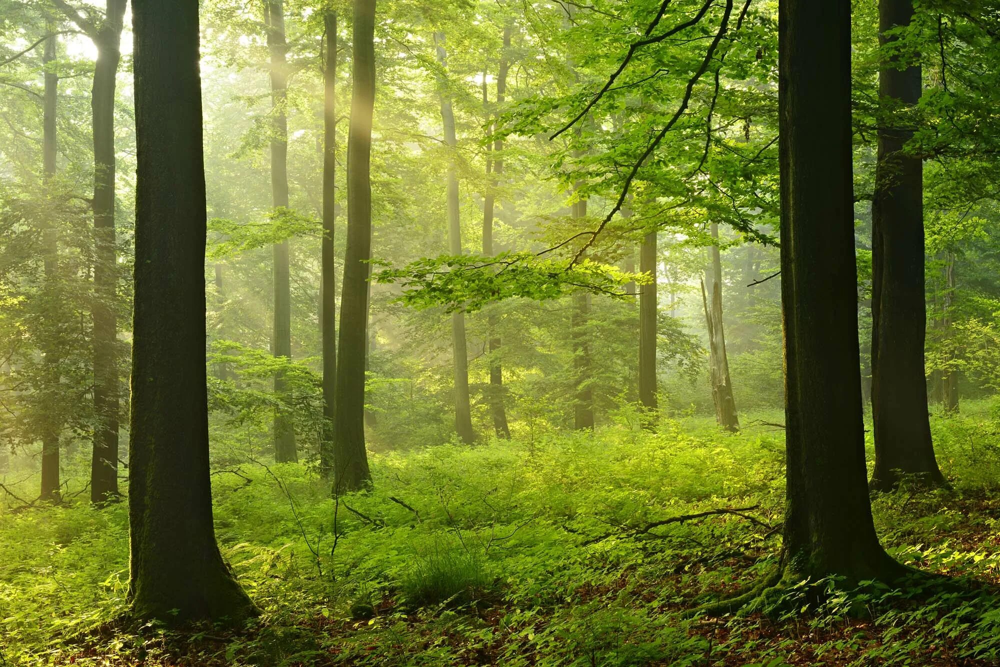 Forest 10. Лес фон. Природа деревья. Природа лес. Лес кивайны.