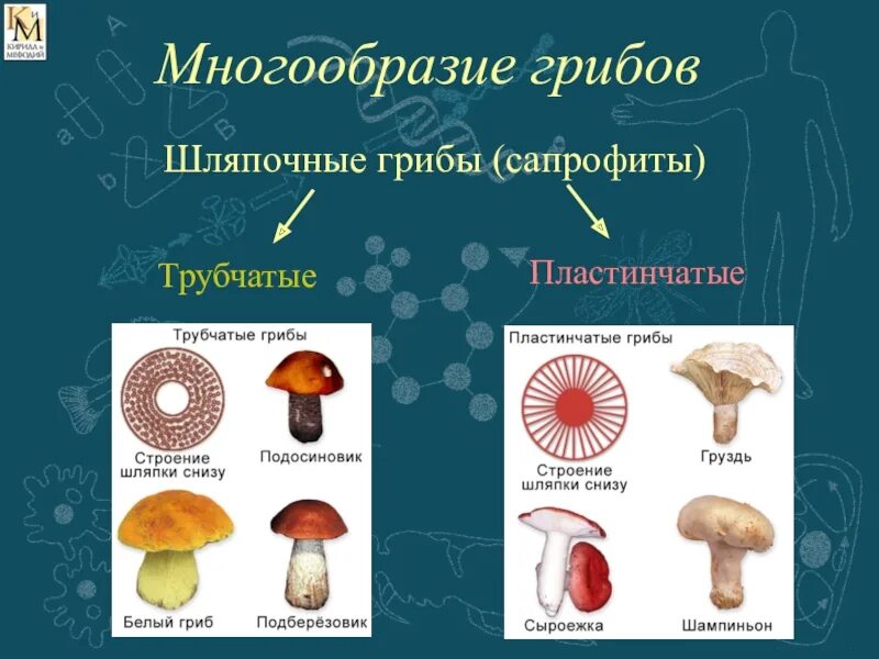 Шляпочные грибы примеры растений. Строение шляпочных грибов таблица. Многообразие шляпочных грибов. Классификация грибов пластинчатые грибы. Царство грибов Шляпочные.