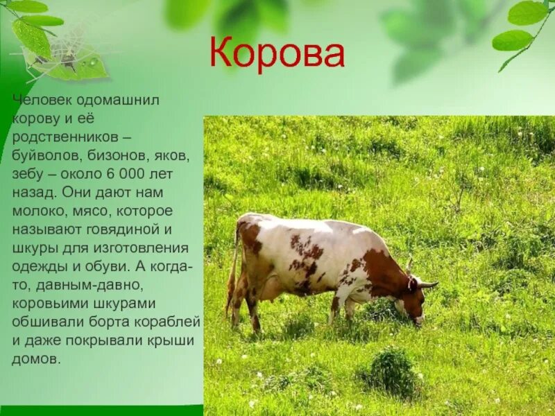 Корова урок 5 класс. Сообщение о корове. Доклад про корову. Корову окружающий мир. Домашнее животное корова доклад.