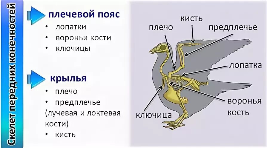 Скелет пояса задних конечностей птиц. Скелет птицы пояс передних конечностей. Кости пояса задних конечностей у птиц. Кости пояса верхних конечностей птицы. Кости пояса передних конечностей у птиц.