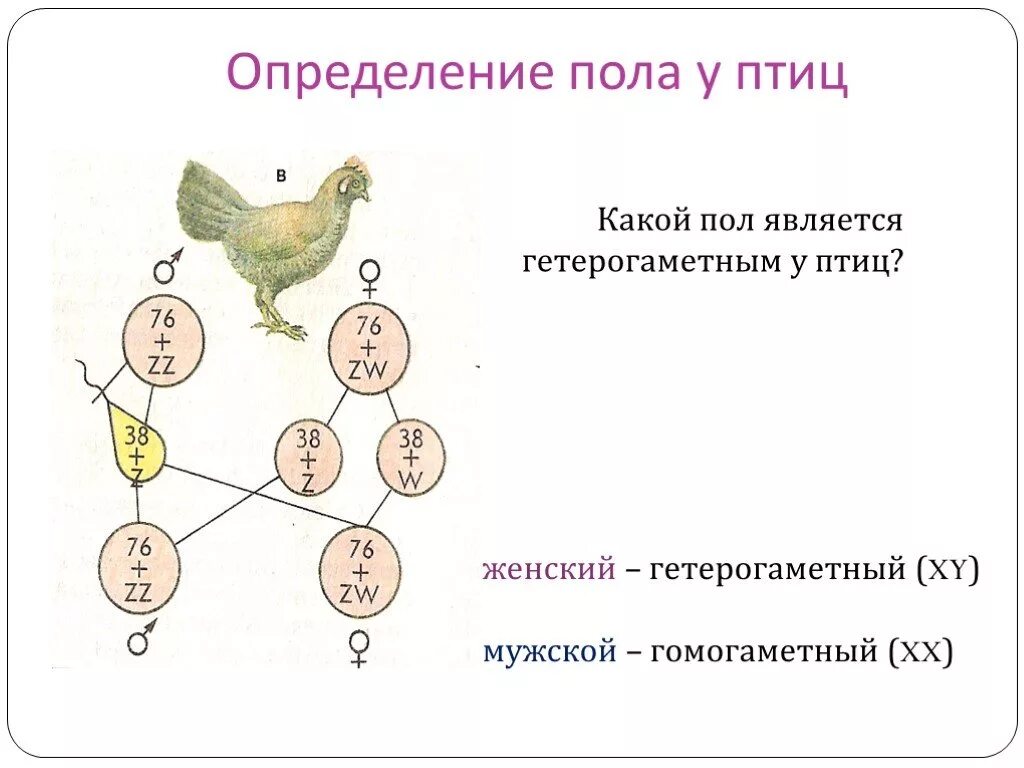 Половые хромосомы петуха