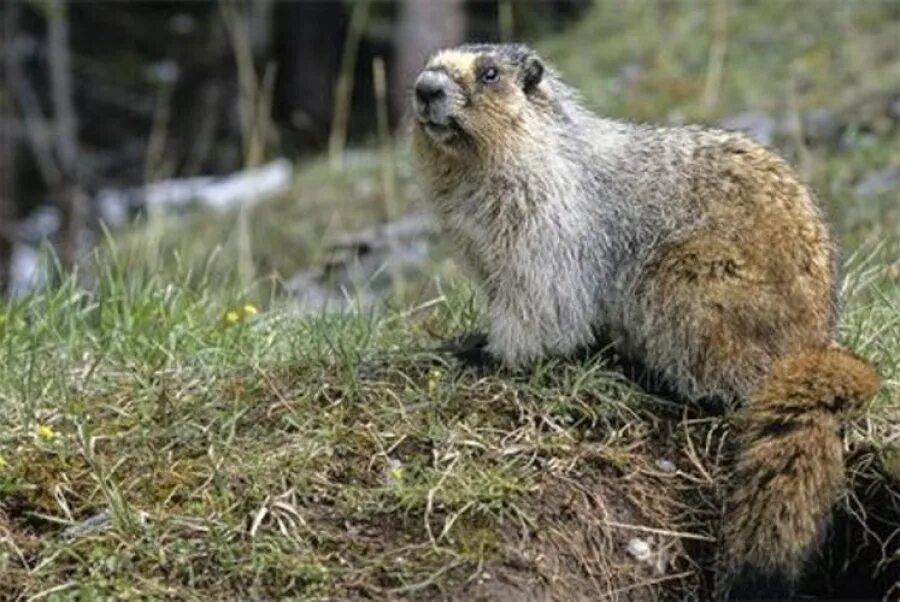 монгольский сурок (marmota sibirica). тарбаган монгольский сурок. гималайский мармот. монгольский сурок. монгольский сурок.