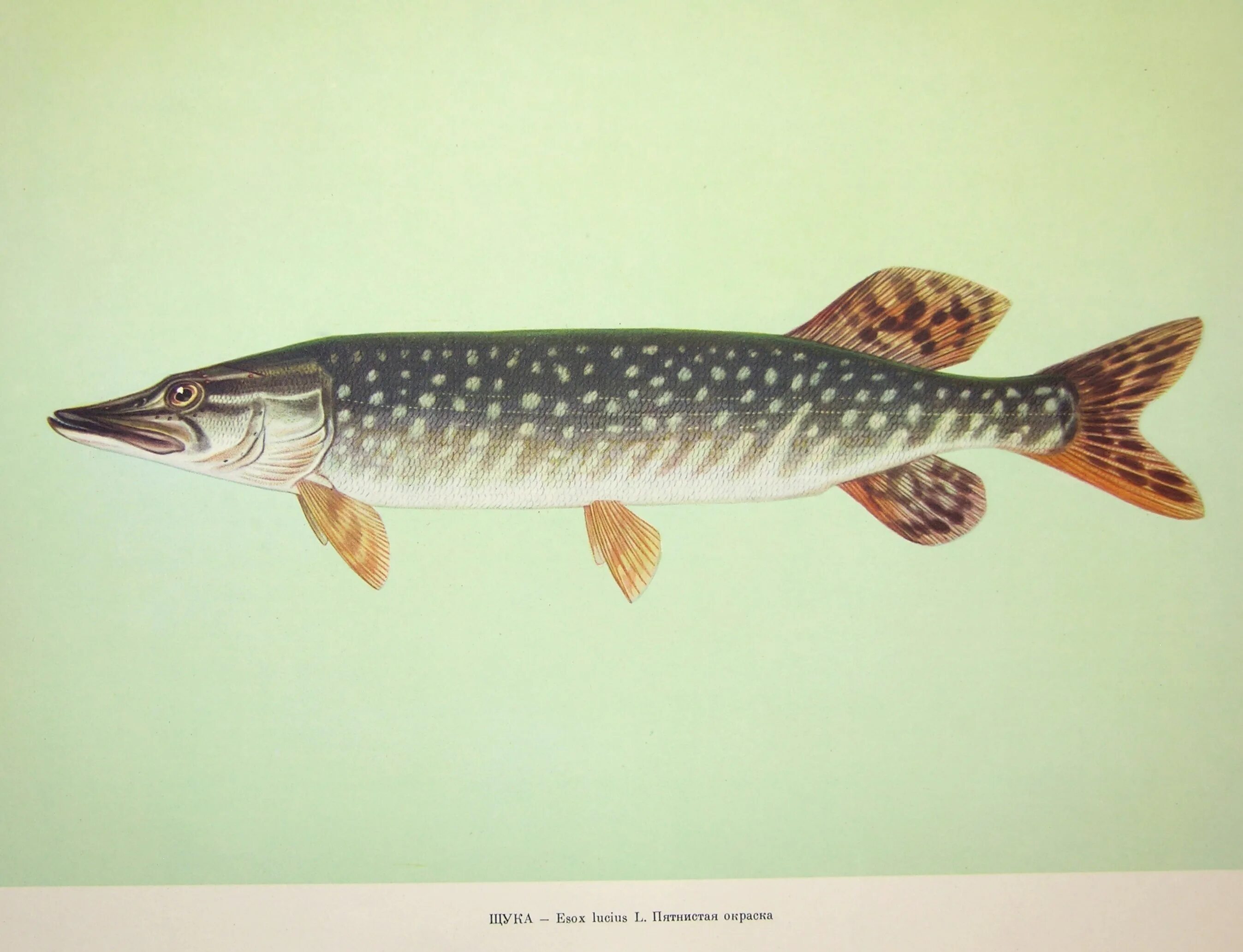 Щука Esox Lucius. Обыкновенная щука (Esox Lucius). Esox Lucius рыба. Аквитанская щука.