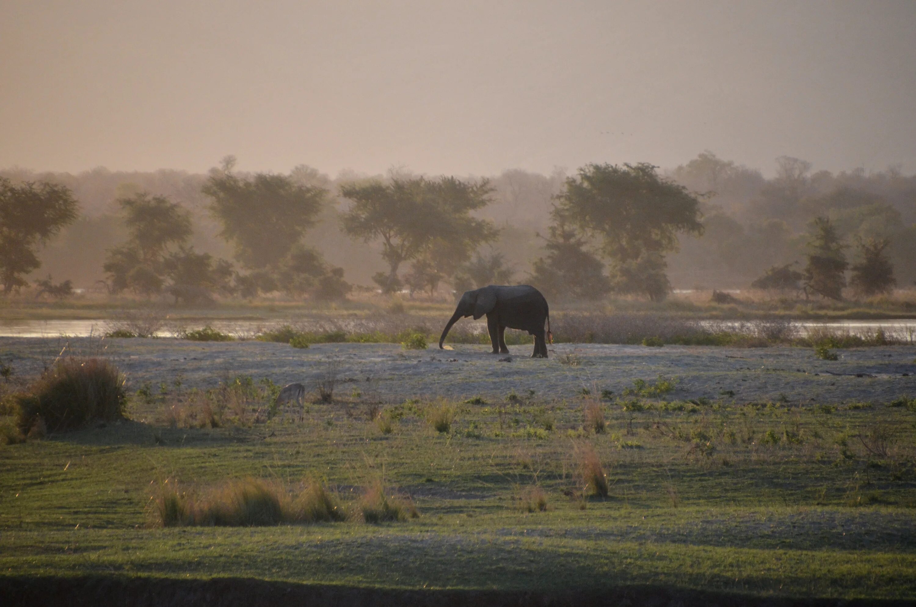 Первый ливень в африку приходит. Зимбабве Саванна. Слоны в саванне. Дождь в саванне.