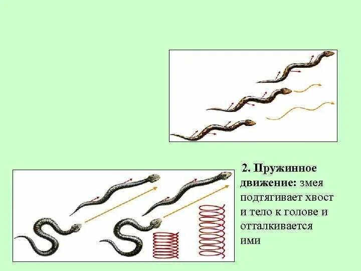 Скорость движения змеи. Движение змеи гармошкой. Передвижение змеи. Как передвигаются змеи. Как передвигается змея.