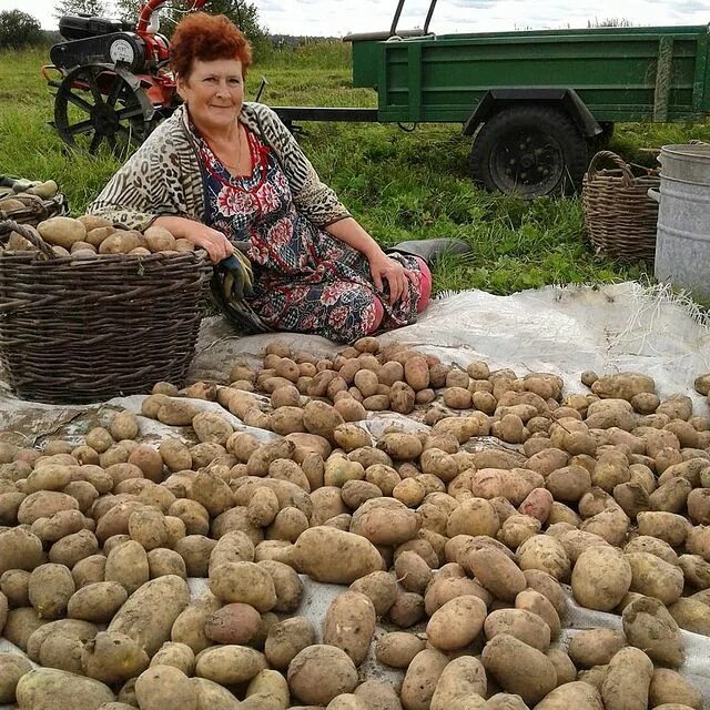 копка картошки. софия копает картошку. копаем картошку 2023 года. уборка картофеля на огороде. копаем картошку 2023 года.