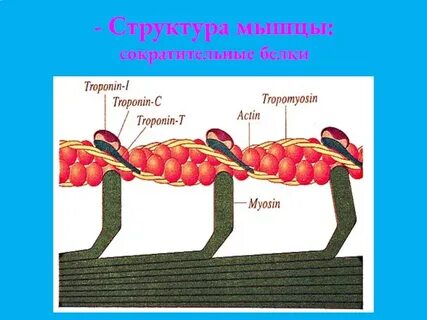 Мышечный белок 5 букв сканворд