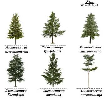 Лиственница какая порода дерева