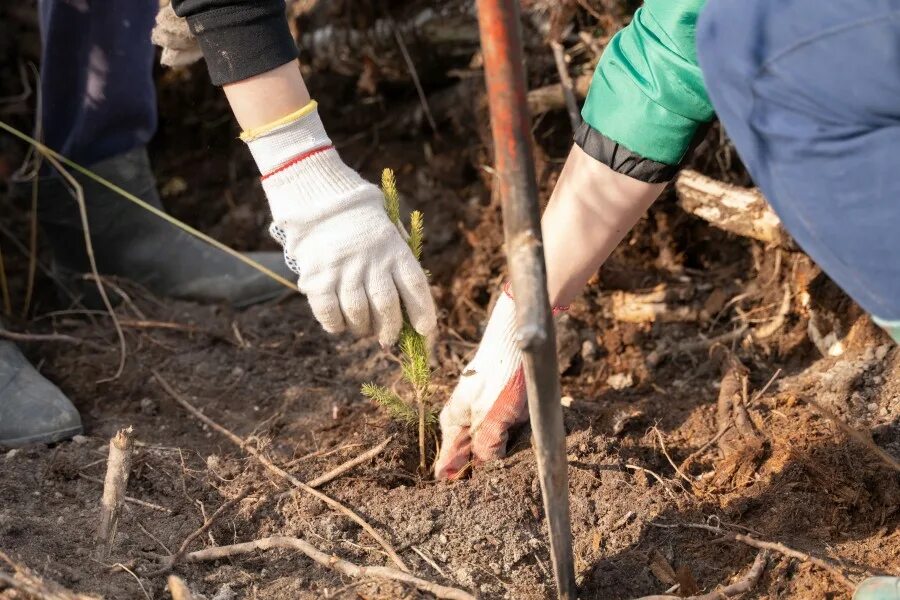 В ряд высадили 12 деревьев. Волонтерство высадка деревьев. Волонтеры сажают деревья. Посадка деревьев волонтерство.