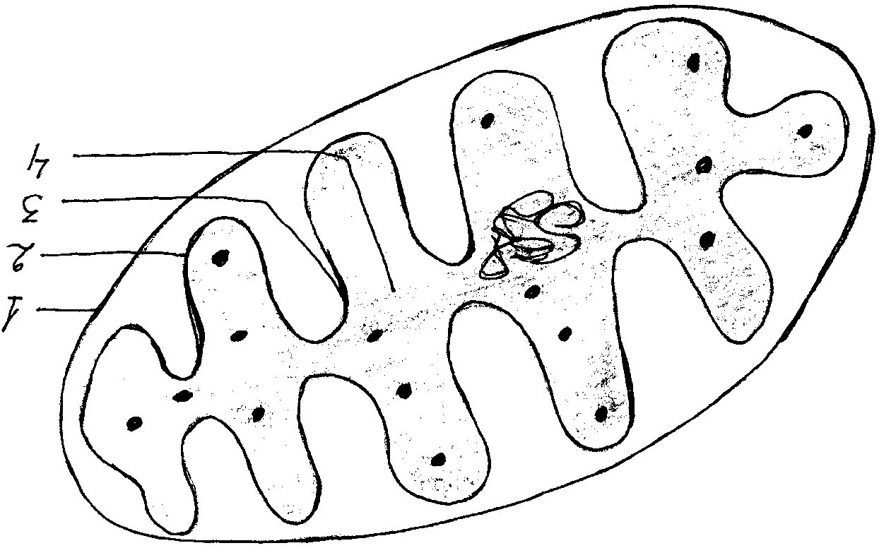 Органоиды митохондрии строение. Митохондрия строение цитоплазма. Структура отделяющая митохондрию от цитоплазмы. Органоиды клетки цитоплазма митохондрии. Митохондрии органоид ЕГЭ.
