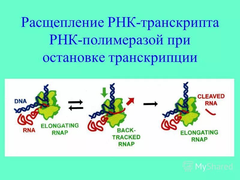 Рнк зависимая рнк полимераза