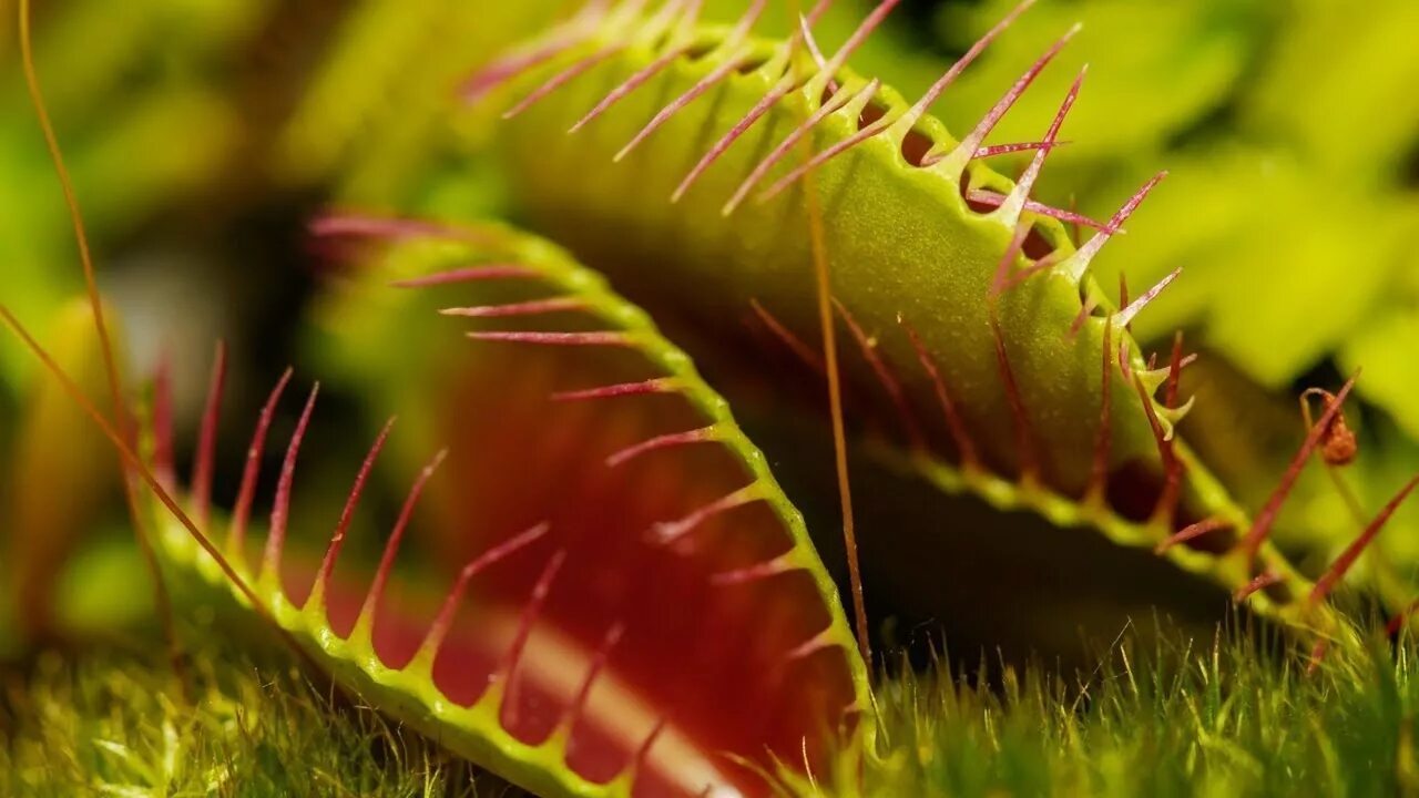 Как выглядит хищное растение Instagram photo by Jeremiah's Carnivorous Plants * May 4, 2016 at 10:56pm UTC Ca