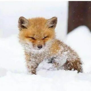 Готовые животные