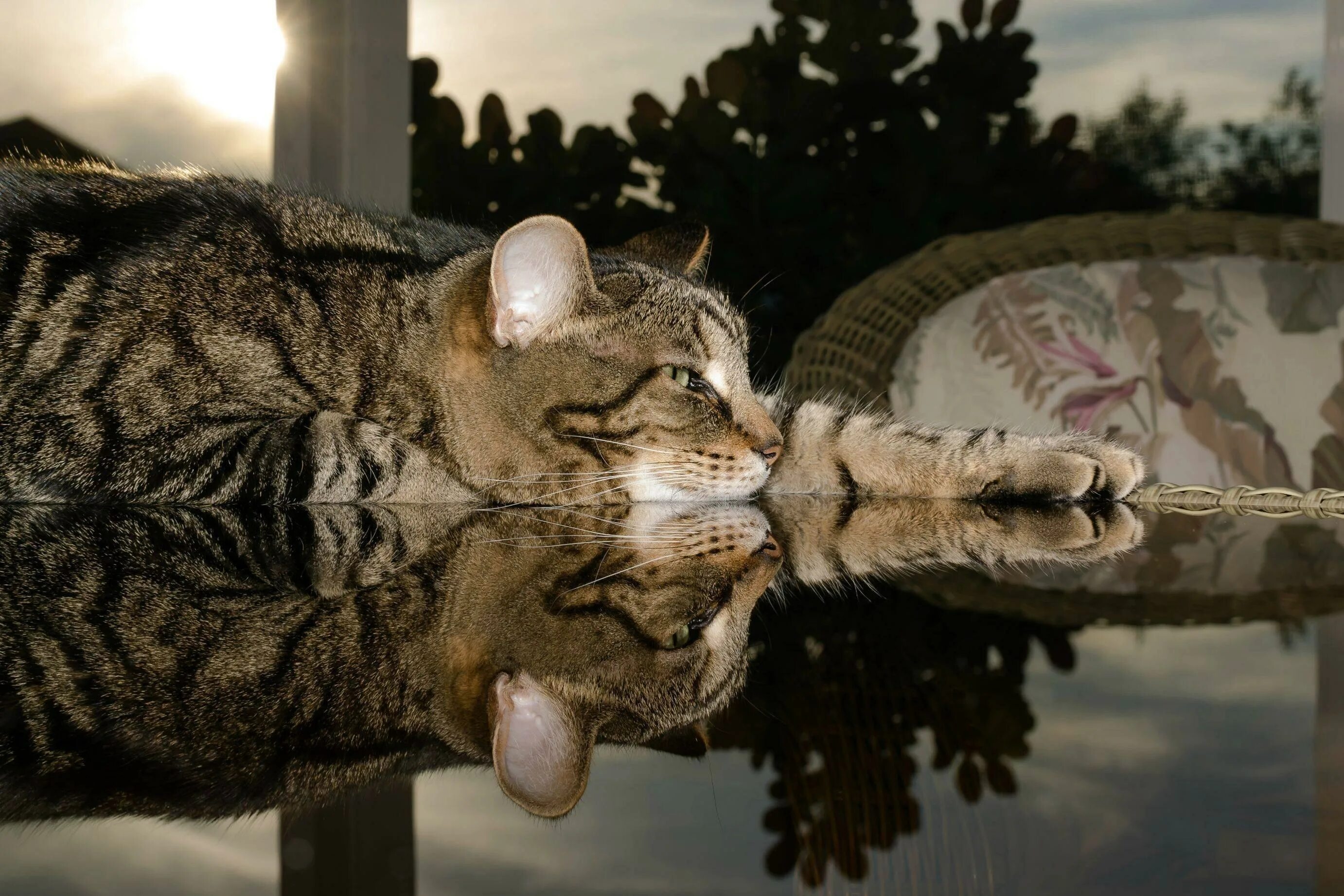 Жизнь котиков. Мысли котов приколы. Жизнь котов. Редкий кадр кошки. Без кота и жизнь не та.