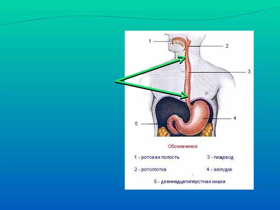 Через пищевод. Пищевод трубка длиной. Пищевод с обозначениями. Строение пищевода.