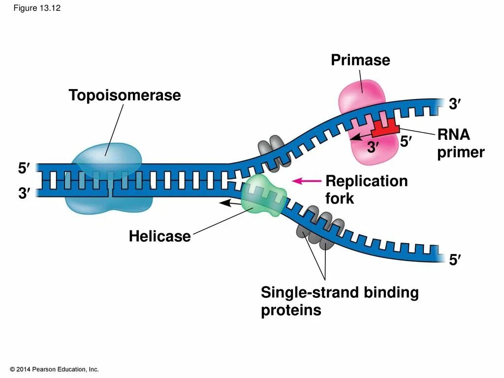 Репликация ДНК. Элонгация и терминация репликации ферменты. Праймер в репликации ДНК это. Replication of DNA in prokaryotes.