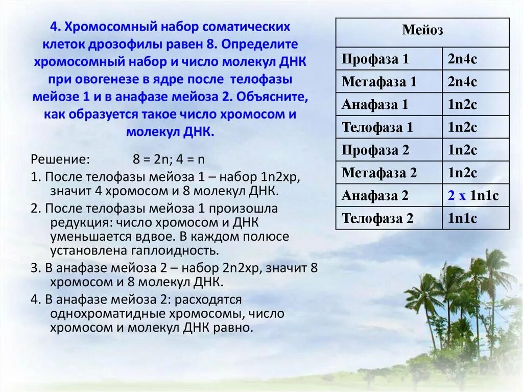 Сколько хромосом в половых клетках дрозофилы. Соматические клетки дрозофилы содержат 8 хромосом. в соматических клетках дрозофилы содержится 8 хромосом. количество хромосом и молекул днк. как определить хромосомный набор и число молекул днк.