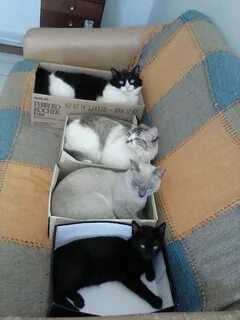 Собрать котика
