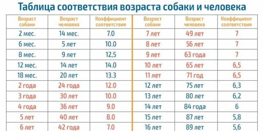 C определить возраст. Возраст собаки по человеческим меркам таблица. Сколько лет живут собаки по человеческим меркам таблица. Возраст собак на человеческий Возраст в переводе таблица. Собачьи года по человеческим меркам таблица.