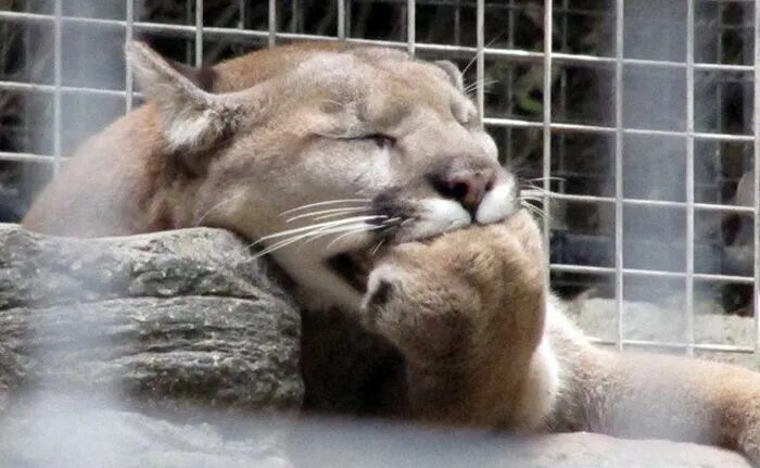 Кот закрыл рот лапой. Кот закрывает лапой рот. котик прикрывает рот лапкой. facepalm кот.
