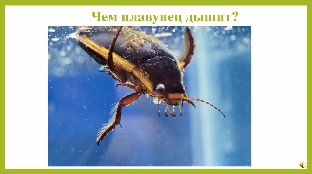 Наяда личинка плавунца. Жук плавунец нектон. Жук-плавунец окаймленный. Жук плавунец хищный. Жук плавунец и малек рыбы тип отношений.