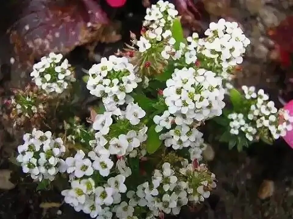 Цветы алису как выглядит Фото-Юля-Алиссум скальный