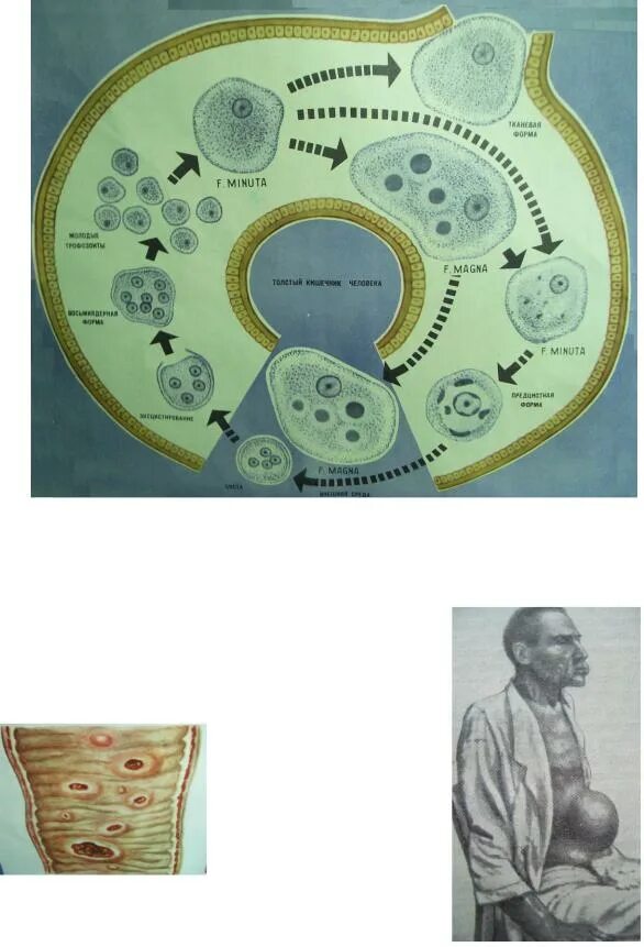 В каком организме происходит развитие дизентерийной амебы. Цикл жизни дизентерийной амебы. Цикл развития дизентерийной амебы. Жизненный цикл дизентерийной амебы схема. Клеточный цикл дизентерийной амебы.