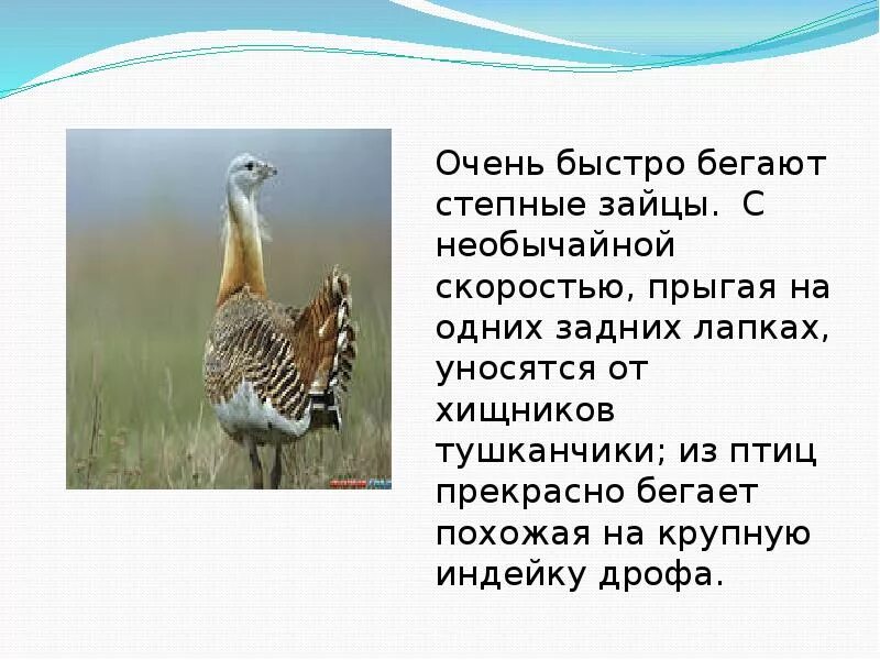 Степные животные сообщение 4 класс. Степные животные сообщение 4 класс