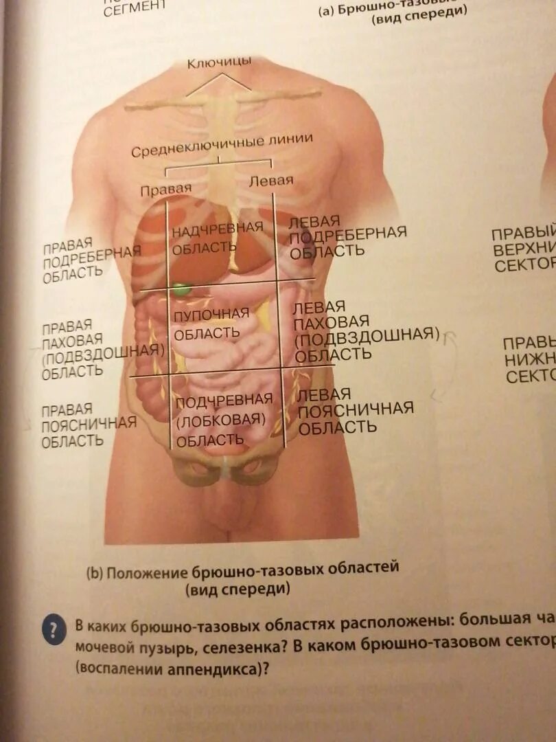 Анатомия и физиология фундаментальные основы тортора. Анатомия физиология тортора дерриксон 15 издание. Тортора дерриксон анатомия физиология pdf. Анатомия физиология тортора дерриксон 15 издание. Буклет по анатомии.