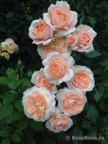 Роза сурир де хавр. Сурир де хавр. Сурир де хавр. Сурир де хавр (sourire de havre). Сурир де хавр энциклопедия.