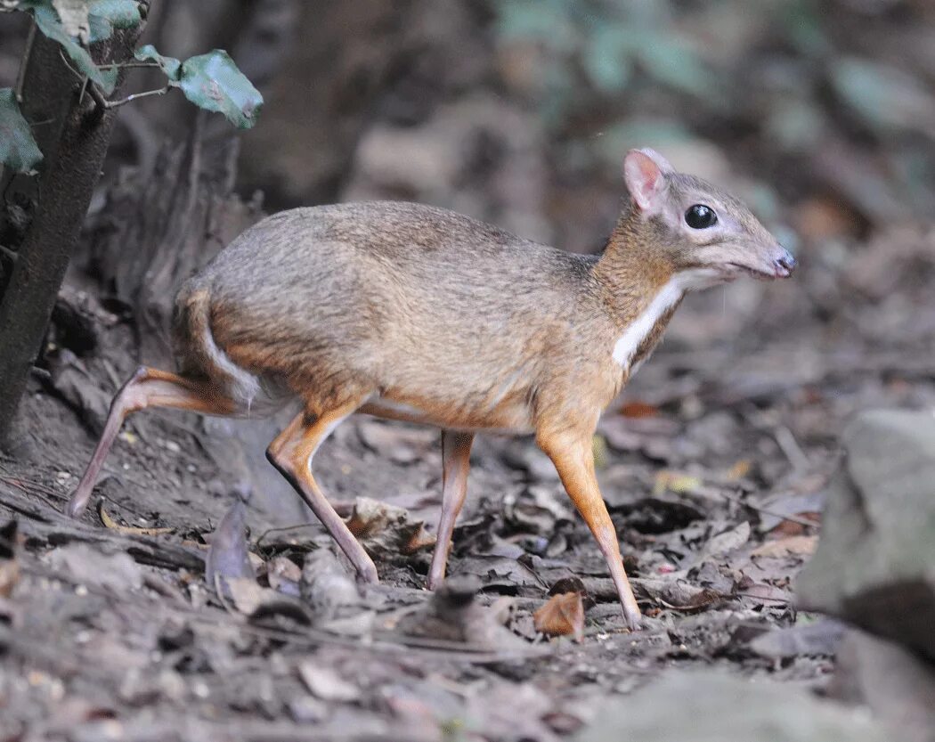 Лань канчиль. Mouse deer. Мышиный олень канчили. Малый канчиль tragulus javanicus). Мышевидный олень канчиль.