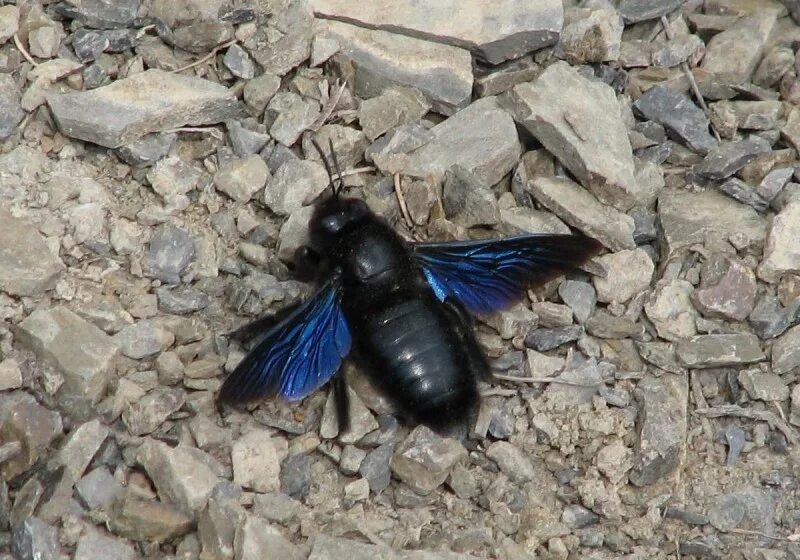 Синяя пчела плотник. Шмель-плотник фиолетовый( xylocopa violacea ). пчела плотник обыкновенная укус. черный шмель плотник.