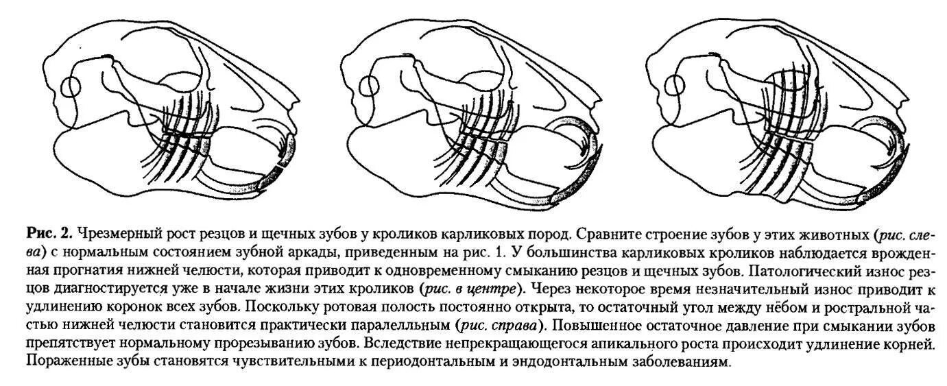 Какую особенность имеют резцы у грызунов. Строение челюсти морской свинки. Строение челюсти кролика.