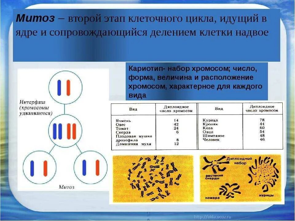 Гаплоидный и диплоидный набор хромосом. Клетки кариотип таблица. Диплоидный хромосомный набор. Кариотип это диплоидный набор.